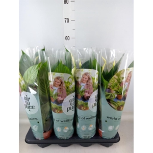 Spathiphyllum  'Pico Cupido'