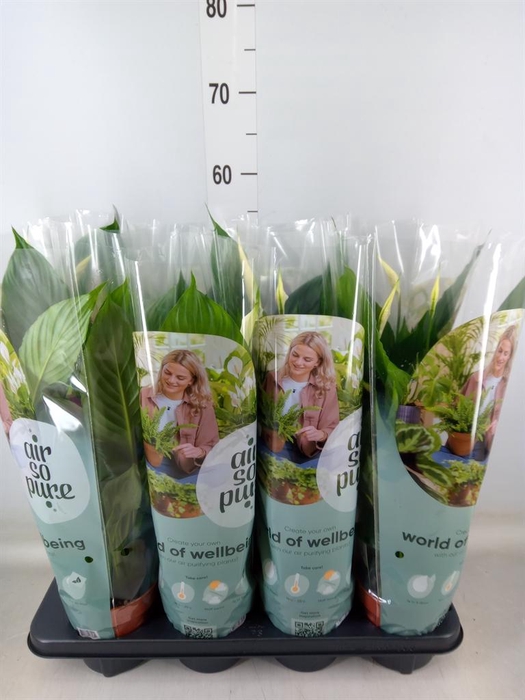 <h4>Spathiphyllum  'Pico Cupido'</h4>