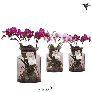 Phalaenopsis gemengd