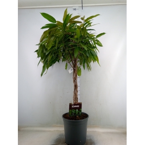 Ficus binn. 'Amstel King'