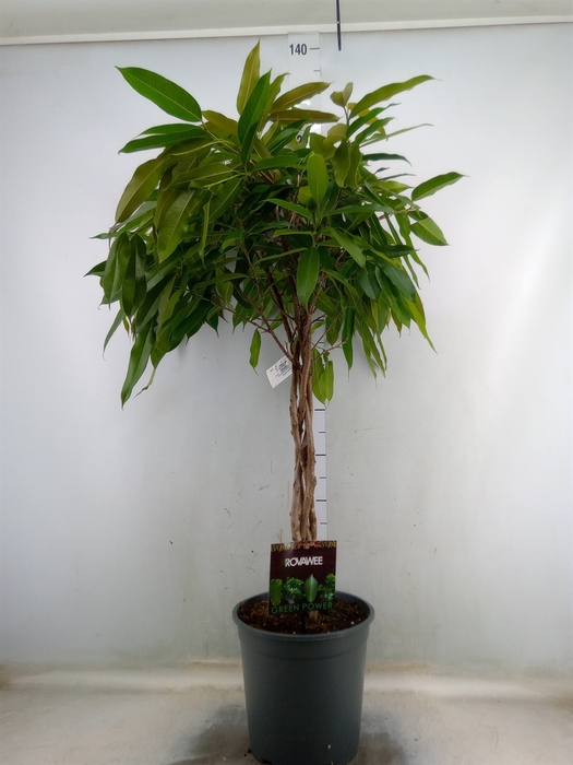 <h4>Ficus binn. 'Amstel King'</h4>