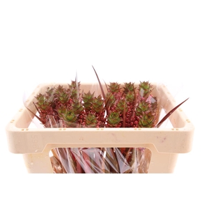 Ananas Perfetto 45cm