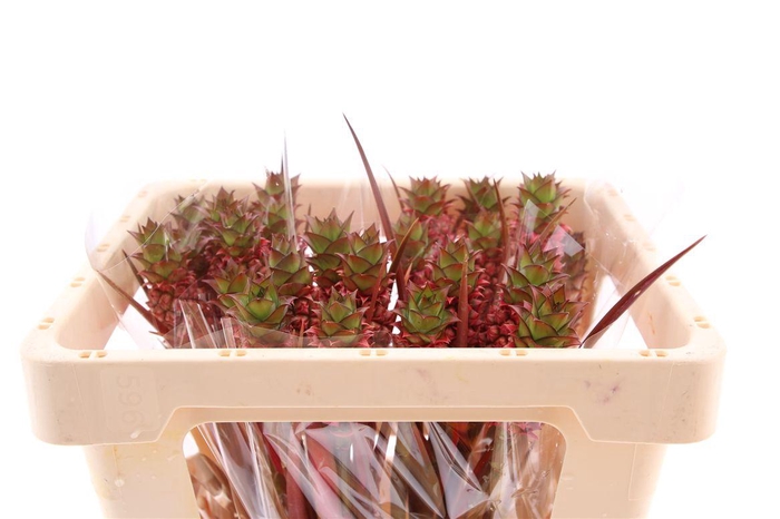 <h4>Ananas Perfetto 45cm</h4>