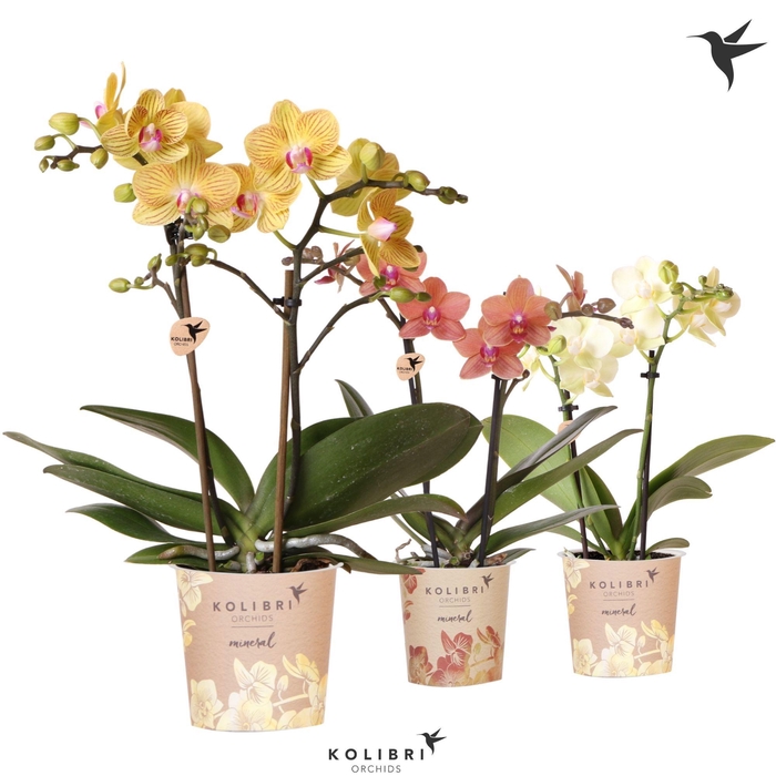 <h4>Kolibri Orchids Phalaenopsis Mineral yellow orange mix 2 spike</h4>