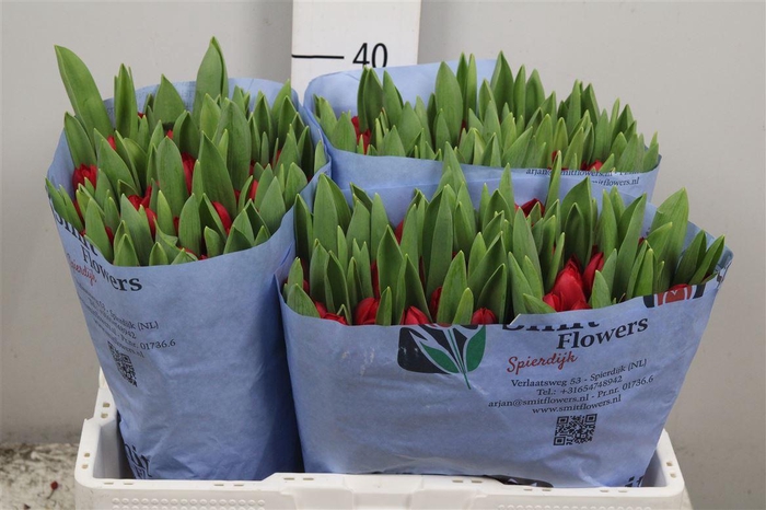 <h4>Tu En Make A Wish</h4>