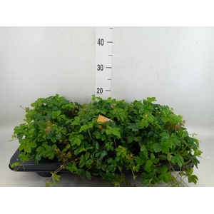 Parthenocissus inserta