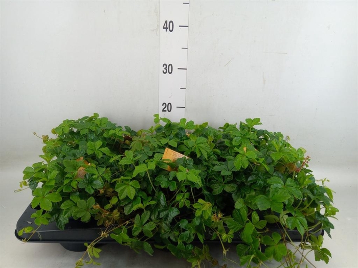 <h4>Parthenocissus inserta</h4>