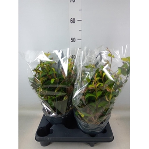 Aeschynanthus marmoratus