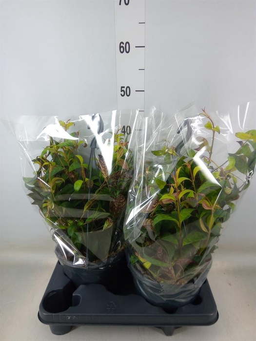 <h4>Aeschynanthus marmoratus</h4>