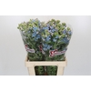 Oxypetalum Tweedia Blue