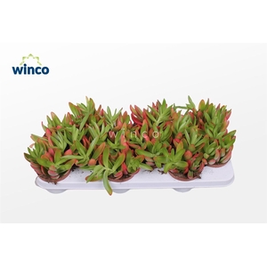 Crassula Capitella Campfire