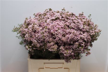 <h4>Chamelauc Titan</h4>