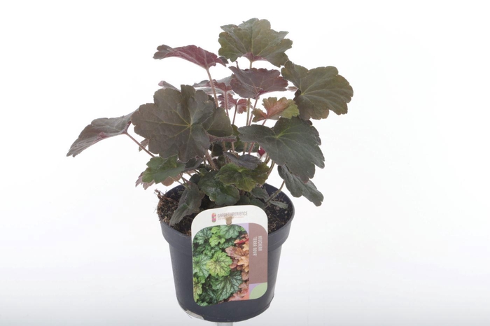 <h4>Heuchera micr. Palace Purple</h4>