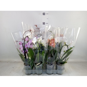 Phalaenopsis  'Elegant Cascade'