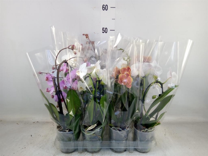 <h4>Phalaenopsis  'Elegant Cascade'</h4>