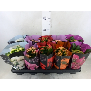 Kalanchoe blos.   ..rosebud rs fl 5