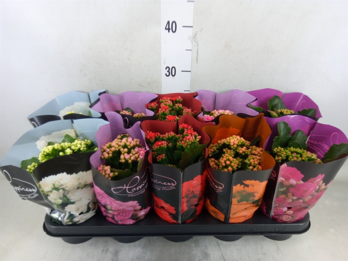 <h4>Kalanchoe blos.   ..rosebud rs fl 5</h4>