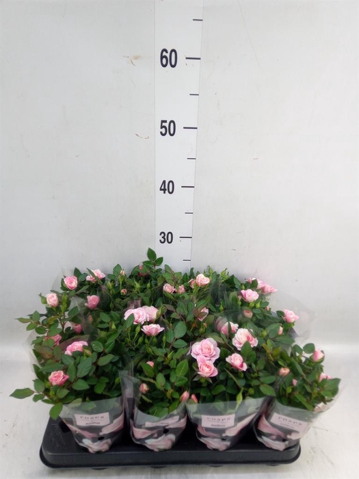 <h4>Rosa  'Piia'</h4>