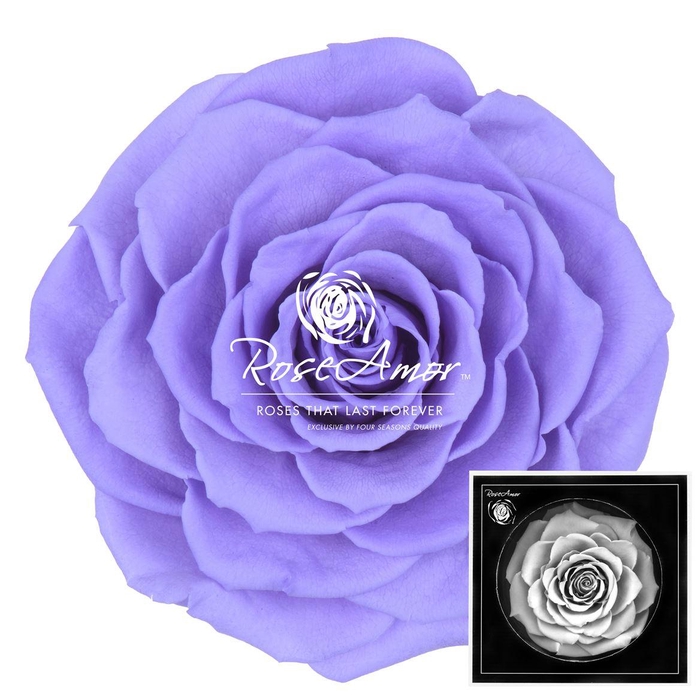 <h4>Bonita Vio01</h4>