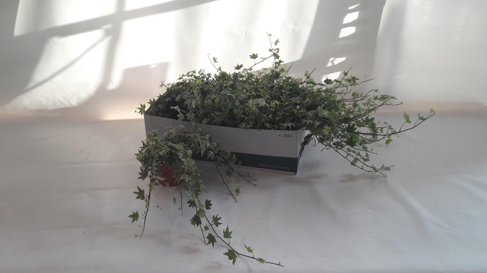 <h4>HED HE WHITE RIPPLE</h4>