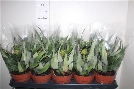 ** Ananas Mi Amigo ** Promo