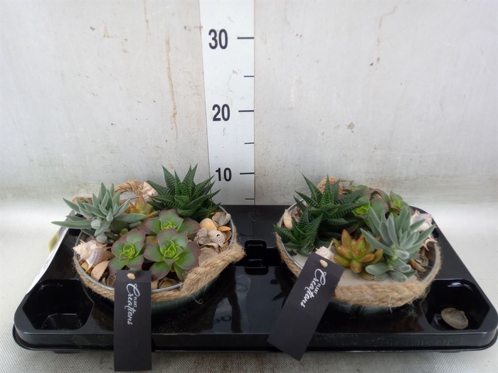 <h4>Arr.   Kamerplant Groen H%</h4>