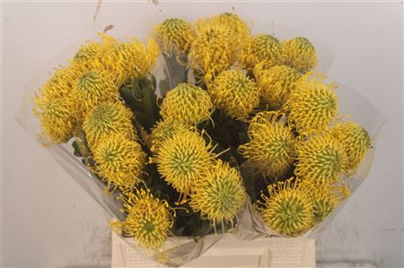 <h4>Leuco Superb Gold</h4>
