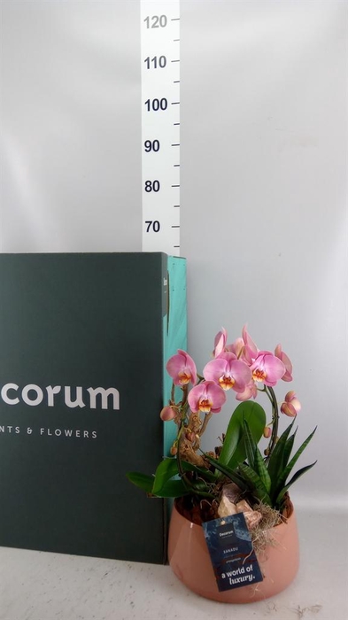 <h4>Arr.    Planten  H%</h4>