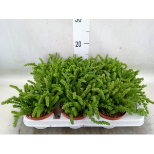 Crassula   ...
