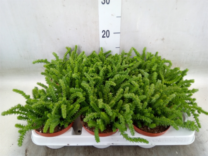 <h4>Crassula   ...</h4>