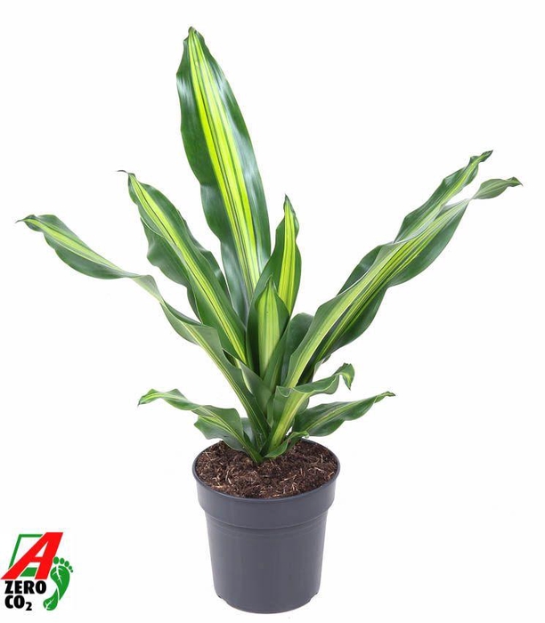 <h4>Dracaena Burley kopstek P19</h4>