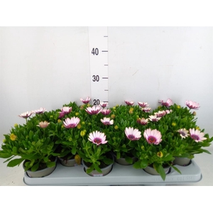 Osteospermum  'Margarita Smoot pin'