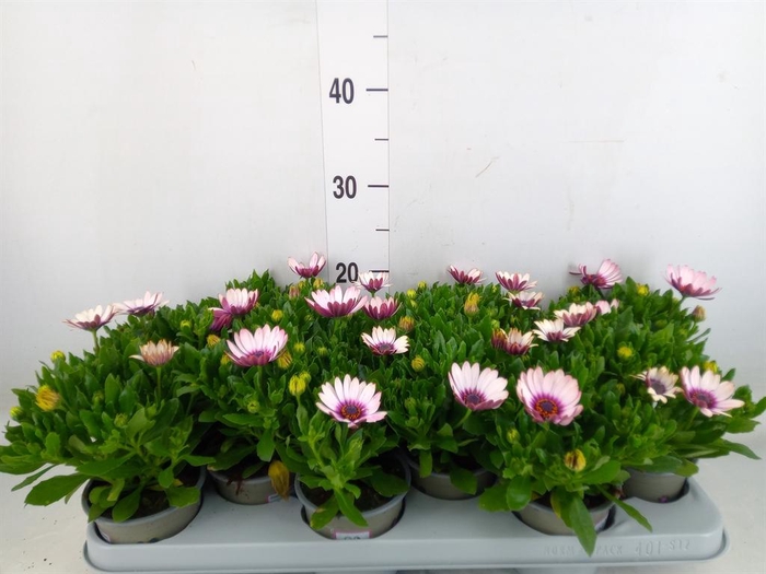 <h4>Osteospermum  'Margarita Smoot pin'</h4>