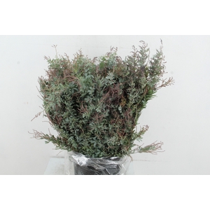 ACACIA MIMOSA BAILEYANA 200GR