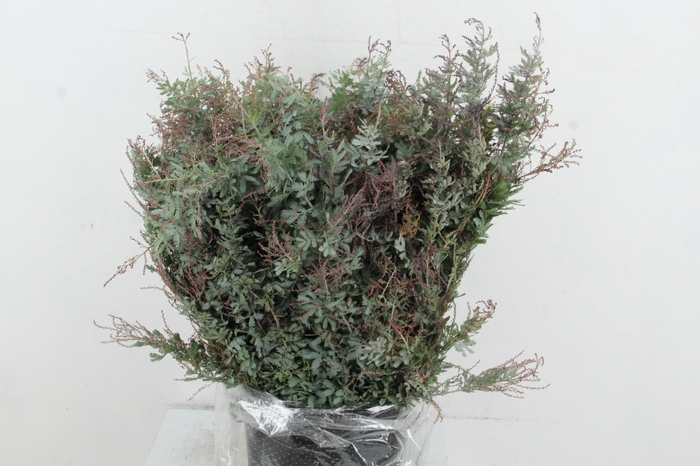 <h4>ACACIA MIMOSA BAILEYANA 200GR</h4>