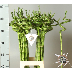 Drac Bamboo Spiraal 80 Cm