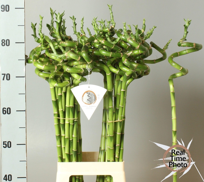 <h4>Drac Bamboo Spiraal 80 Cm</h4>