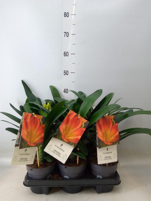 <h4>Clivia miniata</h4>