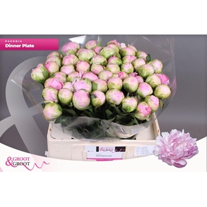 Paeonia Dinner Plate
