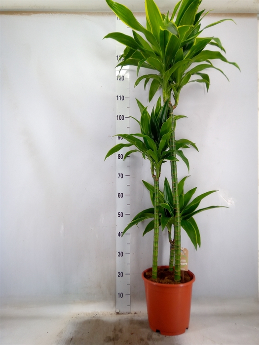<h4>Dracaena fr de 'Art'</h4>