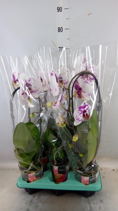 <h4>Phalaenopsis ...</h4>