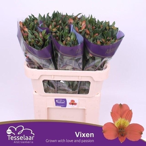 Alstr Vixen