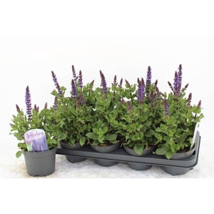 SALVIA NE MIDNIGH PU