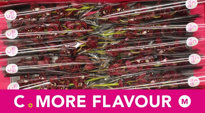 <h4>Mini cymbidium 'George Harrison' 60 cm</h4>