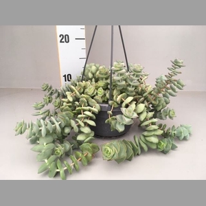 Crassula   ...