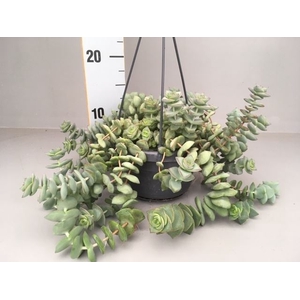 Crassula   ...