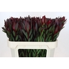 Leucadendron Saf Sunset Dark R.