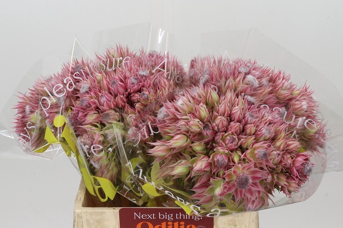<h4>Blushing Bride Pink 6/9 Flowers</h4>