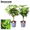 Schefflera gevlochten stam mix (Decorum)