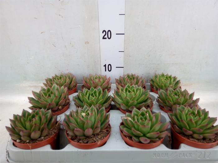 <h4>Echeveria agavoides</h4>